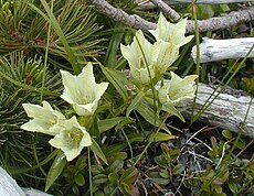 산용담(Gentiana algida)