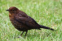 Juvenile T. m. merula in England