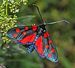 Zygaena transalpina – Oberseite