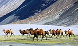 Bactrian camels