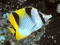 Blackwedged butterflyfish Chaetodon (Rabdophorus) falcula