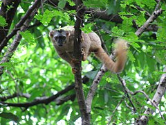 Rdečečeli rjavi lemur