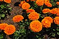 Calendula officinalis.