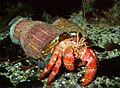 Dardanus calidus (Decapoda: Diogenidae) and Calliactis parasitica (Cnidaria: Actiniaria)