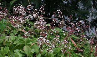 Arten Crassula multicava findes vildtvoksende på Madeira.