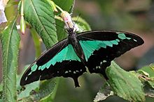 Green-banded swallowtail (Papilio phorcas ruscoei).jpg