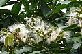 Image 5The flower of an Inga tree. (from Agroforestry)