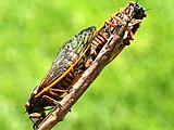 Mating pair