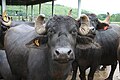 Murrah buffalo originally from Punjab and Haryana states of India was exported to Philippine Carabao Center in Nueva Ecija to improve the breed of Filipino carabao