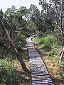 The Georgenfeld Raised Bog - a board walk