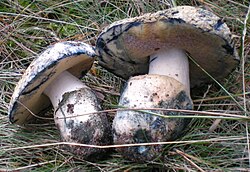 Sinipäkk (Gyroporus cyanescens)