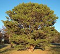 Var. "Umbraculifera' "Tanyosho pine"