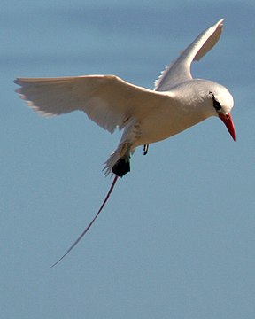 Rotschwanz-Tropikvogel (Phaethon rubricauda)