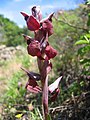 Brede tongorchis, Serapias cordigera (Corsica)