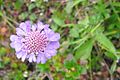 Scabiosa lucida