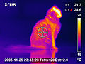 Thermographie infrarouge du chat.