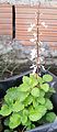 Flowering cuttings of Tetradenia riparia