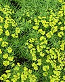 Cypress spurge Euphorbia cyparissias