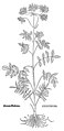 Leonhart Fuchs 1543 Valeriana officinalis