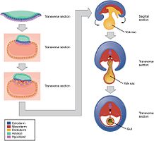 Invaginatie, Yolk sac=dooierzak, Gut=oerdarm