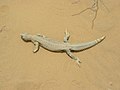 A dead Uromastyx found on the dunes.