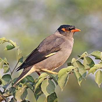 Bank myna