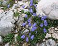 Campanula cochleariifolia