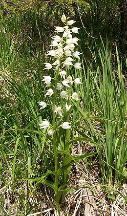 Cephalanthera longifolia plant100604.jpg