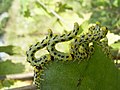 Larvas de Croesus septentrionalis en pose característica