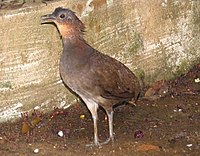 Brazilian Tinamou