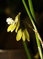 デ・ボウマニイ・花が倒立