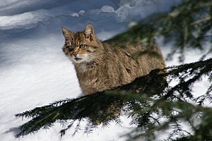 Europeesk wil kaat (Felis silvestris silvestris) LC - least concern (ei trüüwet)