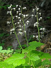 T. trifoliata