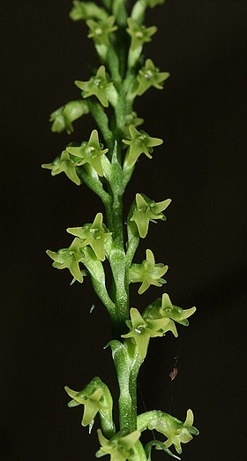 Gennaria diphylla