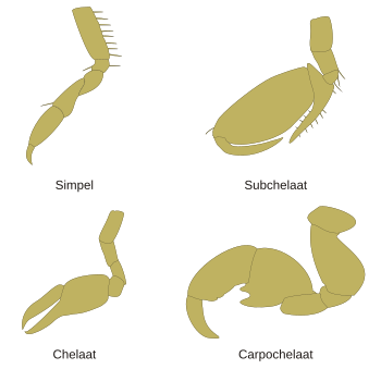 Gnathopoden morfologie bij vlokreeftjes