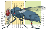 6 = Diptera scutellum