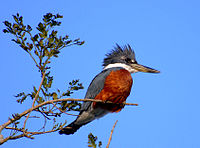 Ringed Kingfisher (male)