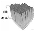 MicroCT-based volume projection of the jejunal mucosa of a chicken. Virtual volume block with vertically truncated villi in oblique view. Scalebar = 0.2 mm.