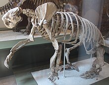 Megalonyx AMNH.jpg