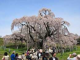 シダレザクラ