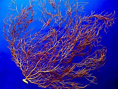 Mediterranean section Gorgonian