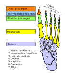 Bones of foot