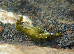 Polycera japonica