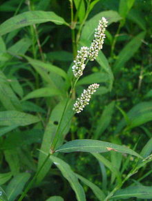 Persicaria maculosa