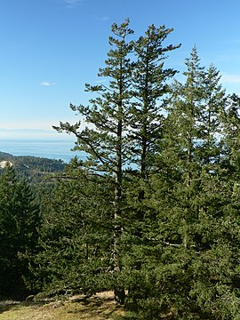 Pseudotsuga menziesii var. menziesii in Anacortes Community Forest Lands, Stoat Washington, USA.