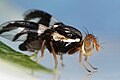 Image 6Rhagoletis pomonella, the hawthorn fly, appears to be in the process of sympatric speciation. (from Speciation)