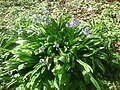 Touffe de scille lis-jacinthe en Ariège