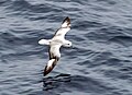 Fulmar do sur no estreito de Drake