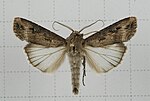 Agrotis ipsilon – Specimen