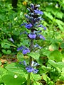 Ajuga reptans